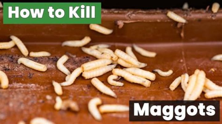 Question: Can Salt Kill Maggots