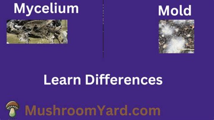 Question: Can You Kill Mold In The Oven