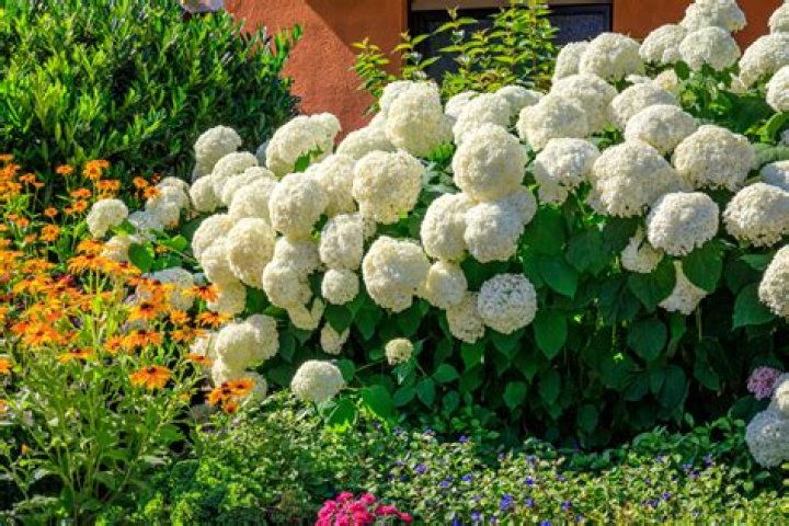 Can you split Annabelle hydrangeas?