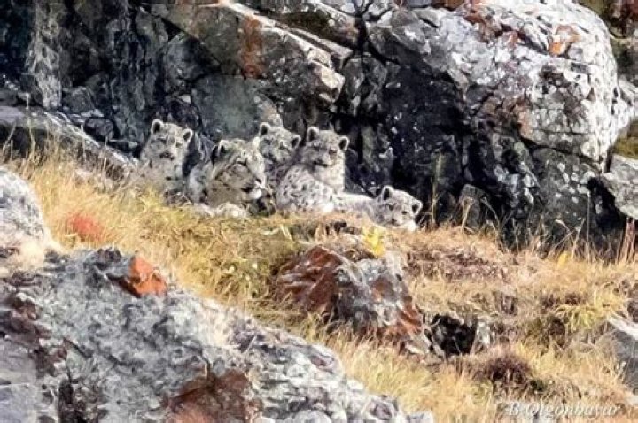 Can you spot the FOUR snow leopards sunning themselves on this Mongolian mountain? – The US Sun
