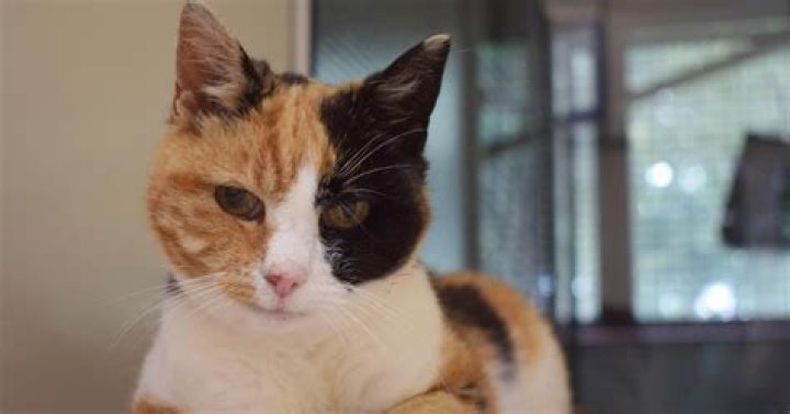 Miraculous Reunion: The Heartwarming Tale Of A Cat Found After 12 Years