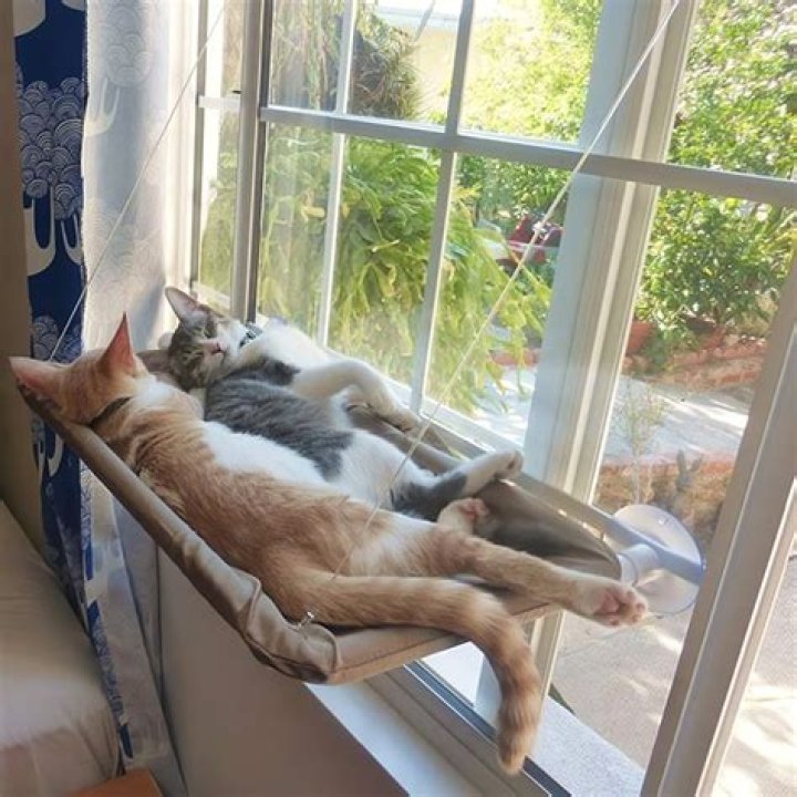 Elevate Your Cat's Comfort With A Cat Hammock Window