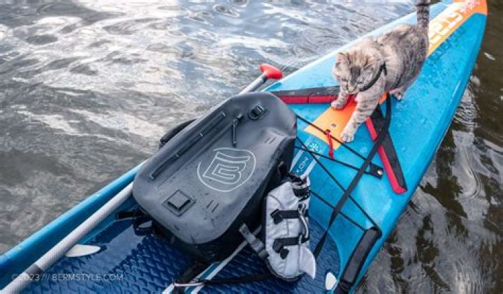 The Ultimate Guide To Cat Paddle Boarding: Your Feline's Adventure Companion