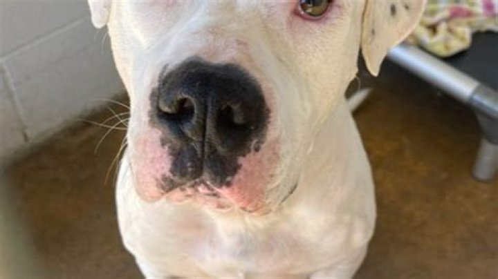 Idaho to receive shelter pets impacted by Hurricane Ian