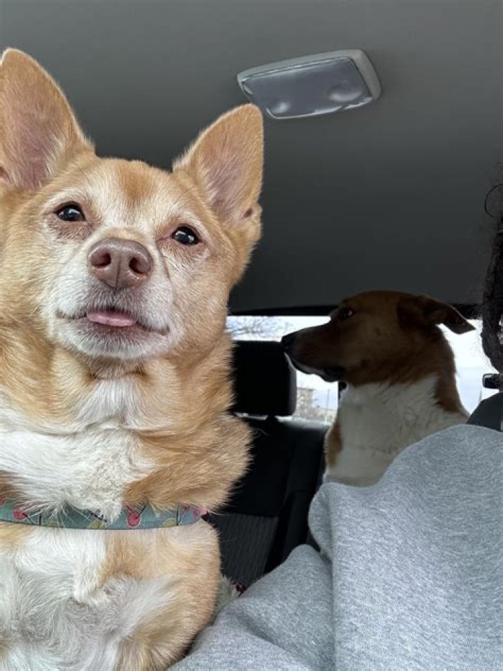 Laughter Over Chihuahua's Punishment for Terrorizing Cat—'Regrets Nothing'