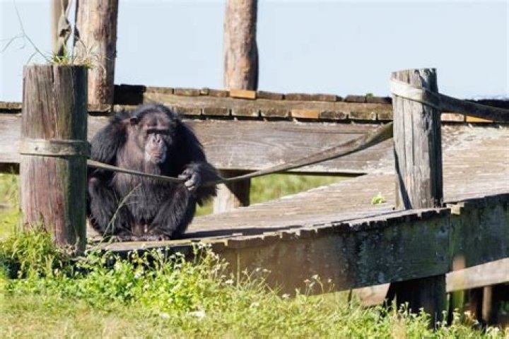 Chimp Life Bonus Photos