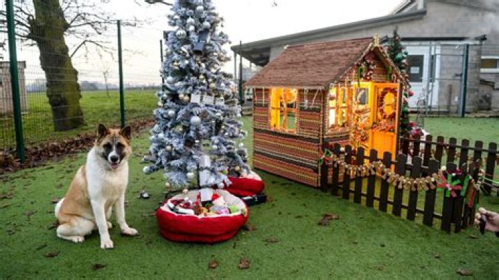 Christmas comes early for residents of Manchester Dogs Home thanks to winter wonderland grotto