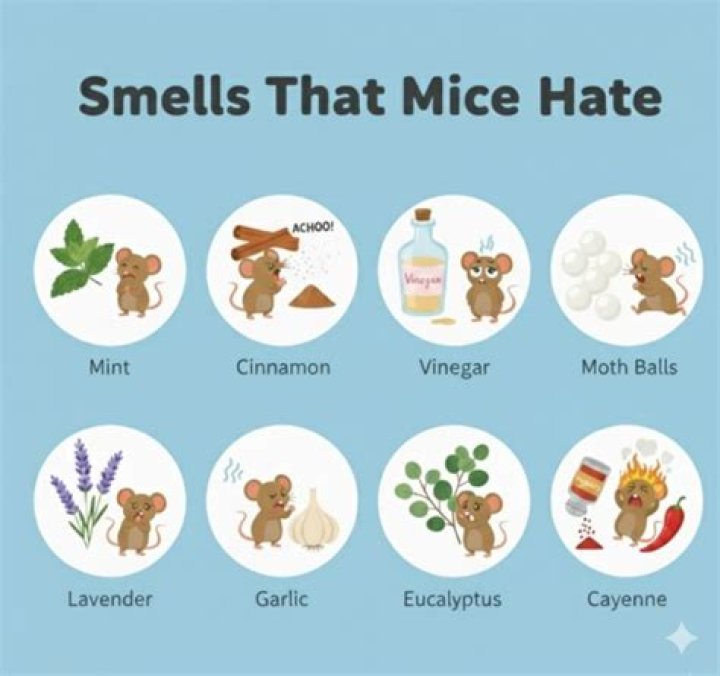 I dip cotton balls in a common household cleaner mice hate the smell of to keep them out of my home, it works a treat