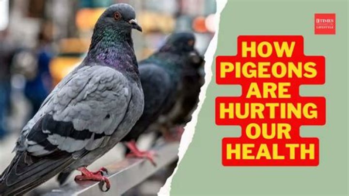 Common pigeon virus kills birds in Kuna - what you should know