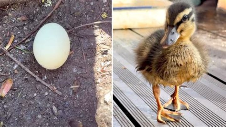 Couple found abandoned duck egg and hatched it in their oven