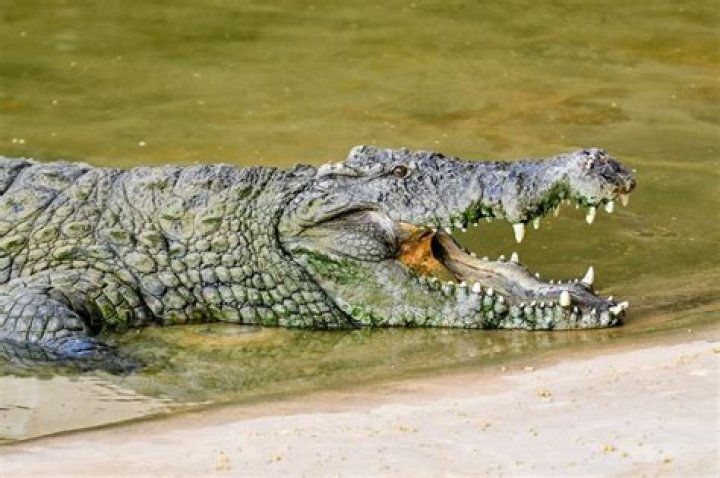 Crocodile attacks put neighborhood on edge with cops confirming 8ft beast is being tracked as fears mount