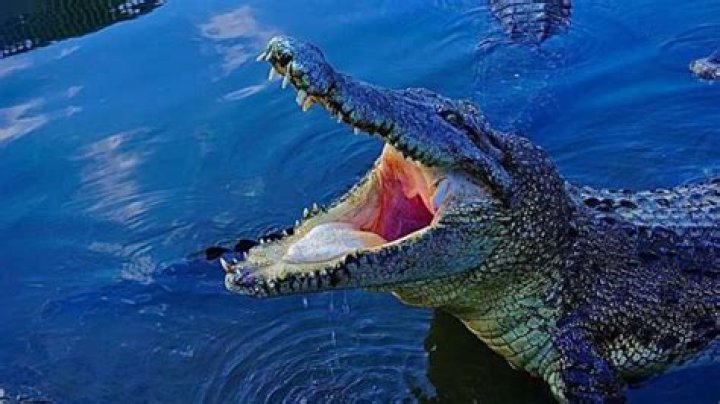 Crocodile delivers the body of dead boy to the rescue squad; netizens react