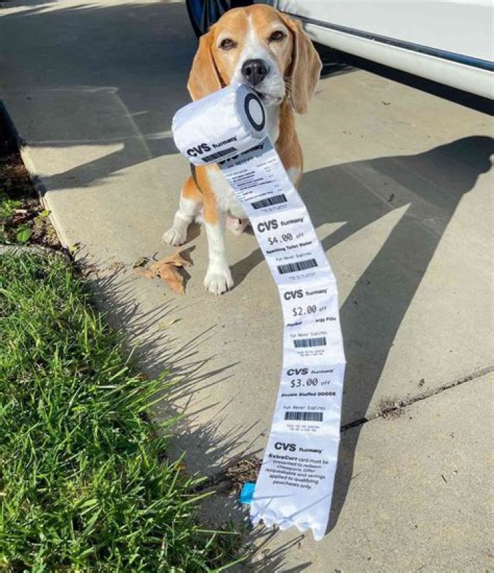 Unleashing Joy: The CVS Receipt Dog Toy Phenomenon