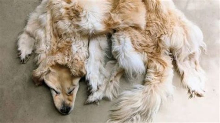 Dead dog preserved as rug by Australian family; internet is disgusted – India TV