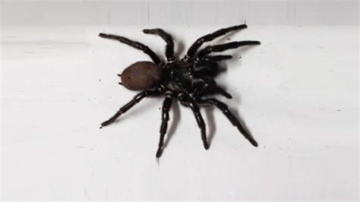 Deadly giant funnel-web spider named ‘Hercules’ with ultra-toxic venom is biggest ever found