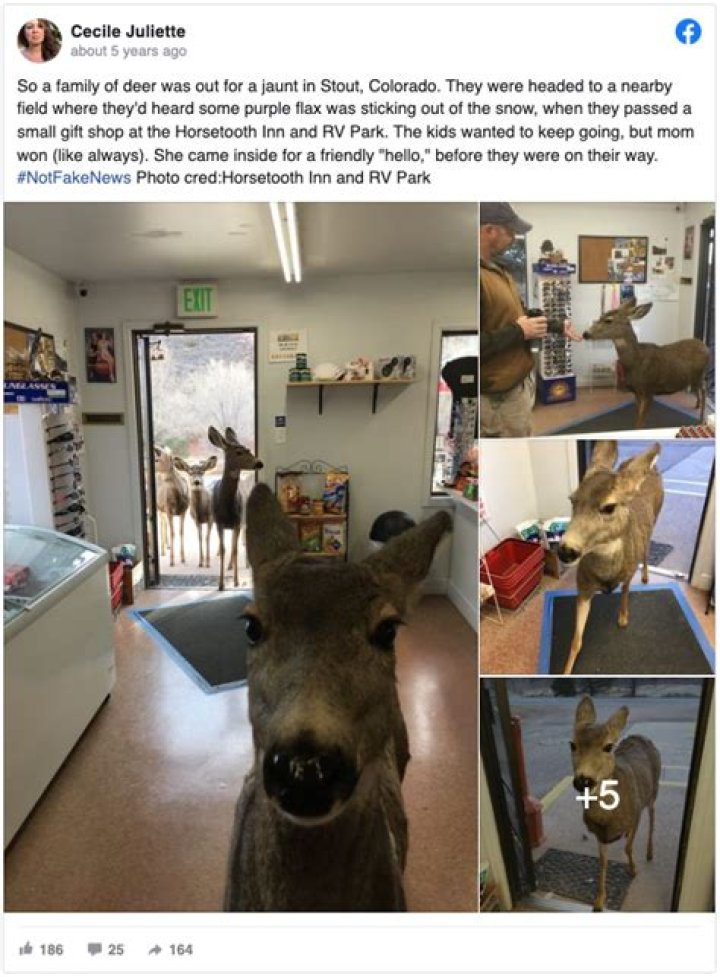 Deer visits gift shop – 30 minutes later, returns with incredible surprise