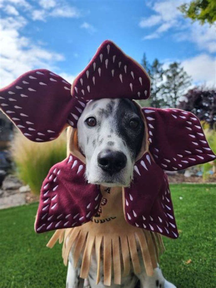 Unleash The Beast: The Ultimate Demogorgon Costume For Dogs