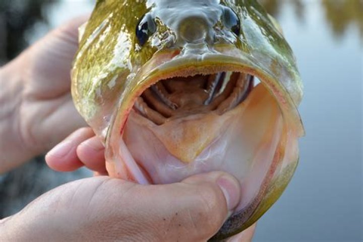 Do bluegill have teeth?