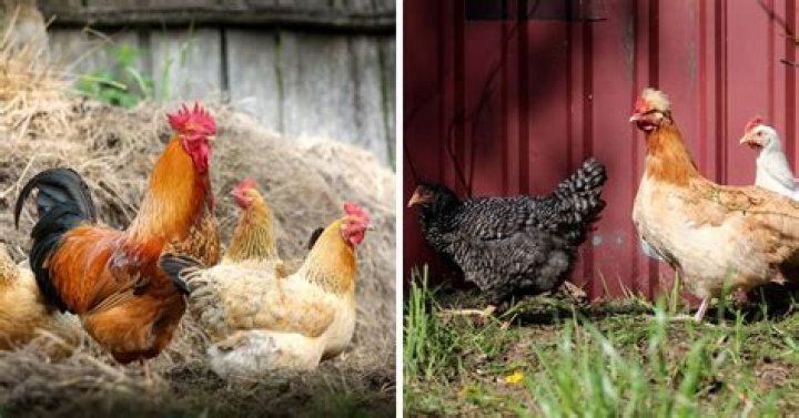 Do Chickens Really Have Hollow Bones? Unveiling The Truth
