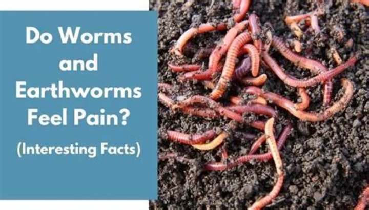 Do Earthworms Feel Pain - Seniorcare2