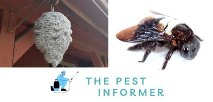 Do fake wasp nests deter carpenter bees?