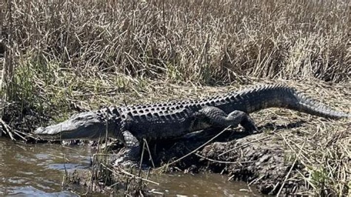 Do North Carolina lakes have alligators?