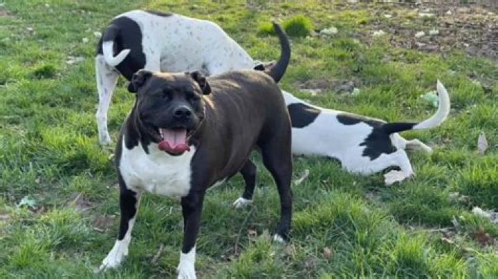 Do pit bulls tails curl?