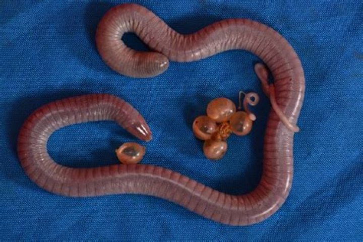 Quick Answer: Do Worms Lay Eggs Or Give Birth