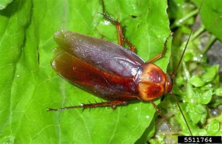 Does Cinnamon Attract Cockroaches - Seniorcare2