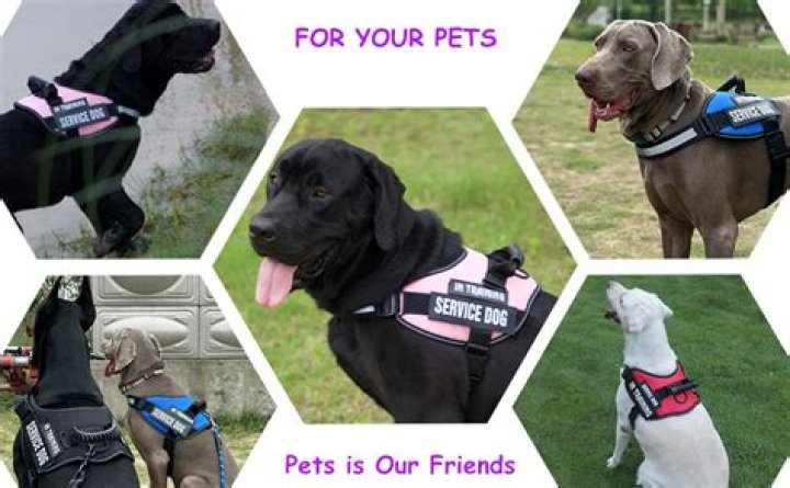 Does PetSmart carry service dog vests?