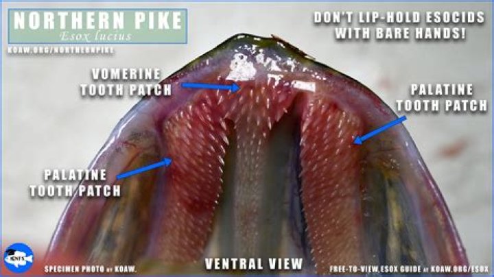 Does revitalize work on Pyke?