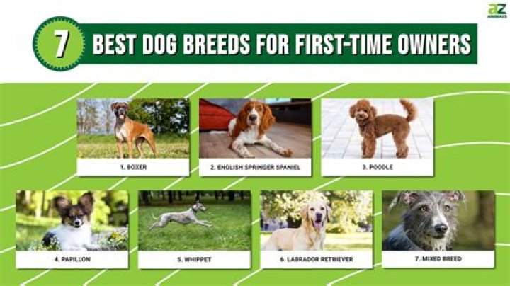 I'm a dog expert - the 3 breeds first time owners should avoid…including the common pooch that you'll struggle to handle