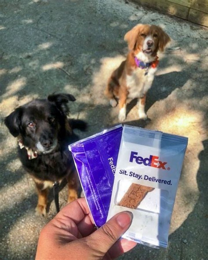 Family Blames FedEx Delivery Driver for Pet Dog's Death After Package Tossed Into Backyard Fatally Injures Animal