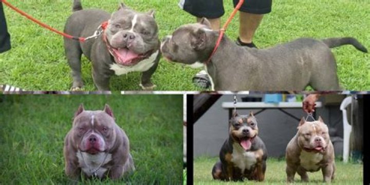 I'm a dog trainer and here are the two breeds that you should avoid at all costs…they always have problems and die young