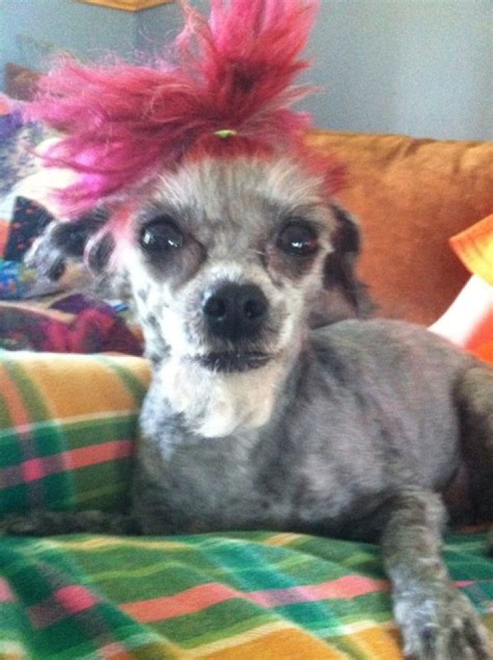 Meet The Adorable Dog With Goatee: A Furry Marvel