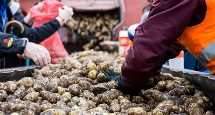 Farmers throw excess potatoes on roads in Kannauj – India TV