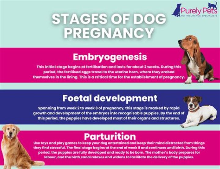 Farrah Abraham Criticized on Instagram After Revealing Her Dog Is Pregnant