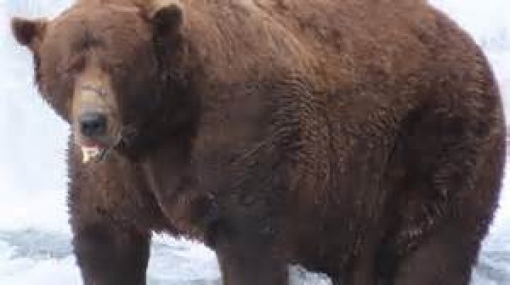 A Massive Marvel: The Unbelievable Discovery Of The Fattest Bear Ever