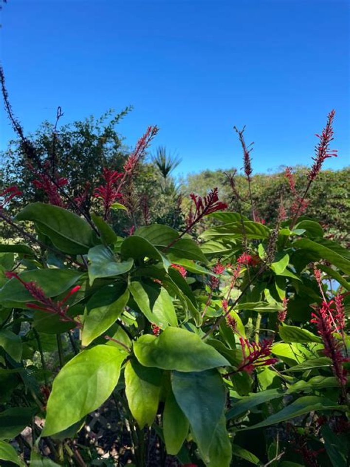 First Annual Jensen Beach Garden Expo Kicks Off