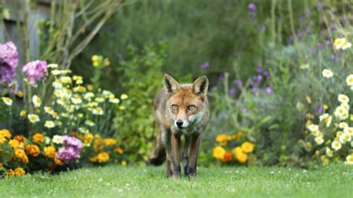 I’m a pest control expert – five scents that will keep foxes out of your garden