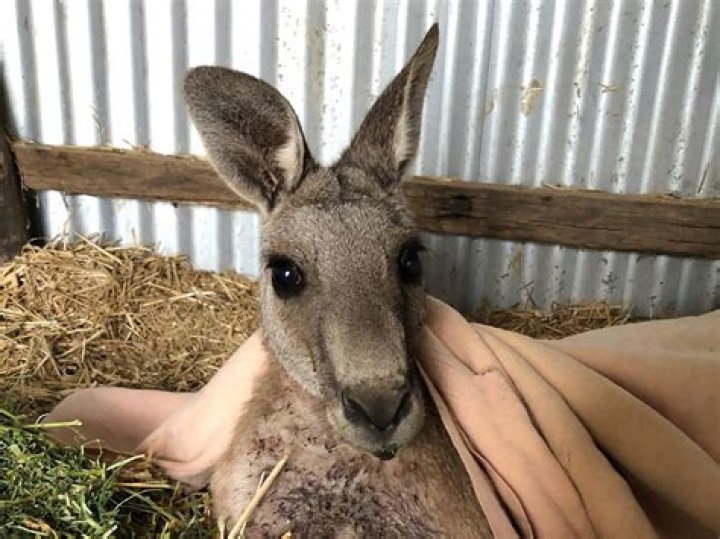 Frank the kangaroo left with horrific injuries after ‘sick and cruel’ yobs shoot him with arrows ‘for fun – The US Sun