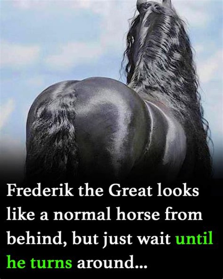 Frederik the Great looks like a normal horse from behind, but just wait until he turns around
