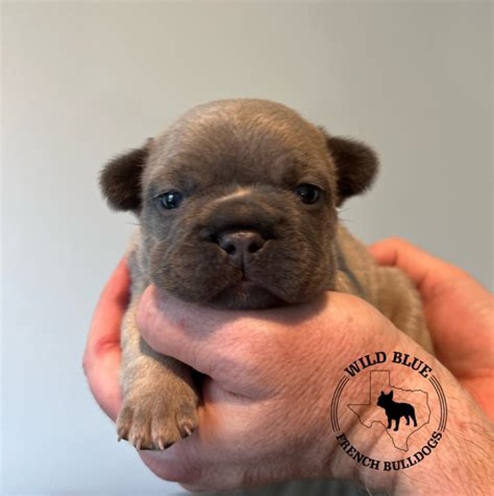 ‘Horror scene’ as 38 French bulldog puppies found dead after arrival in Toronto on Ukraine International Airlines flight