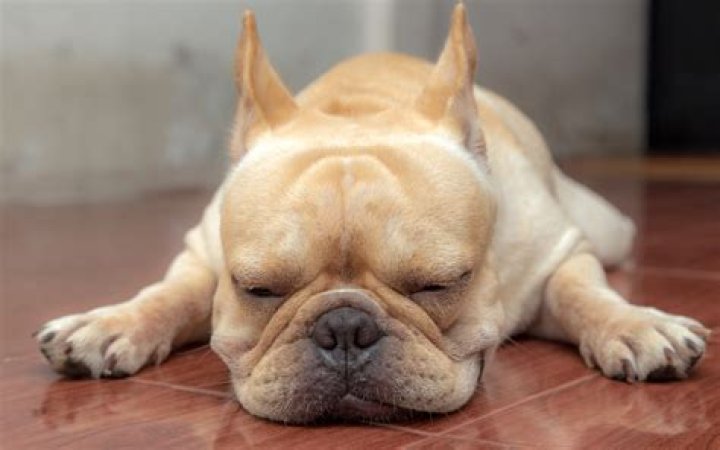 French Bulldog 'Sleeping Like He Just Worked a Double' Delights Internet