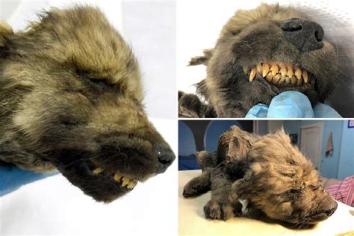 Frozen 'puppy' with whiskers and velvety nose still intact found in Siberia 18,000 years after it died