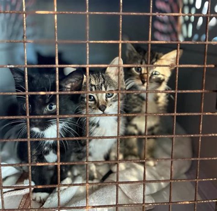 Furry Friends Helps Relocate Hurricane-Impacted Animals