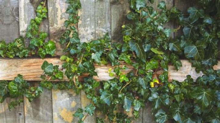 I’m a gardening expert here’s the easy way to kill ivy plants that are destroying your fence for just £2