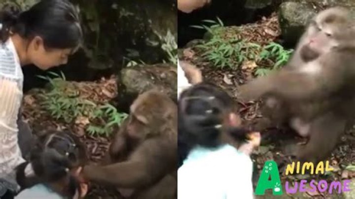 Girl almost gets scalped teasing spider monkey in Mexican zoo