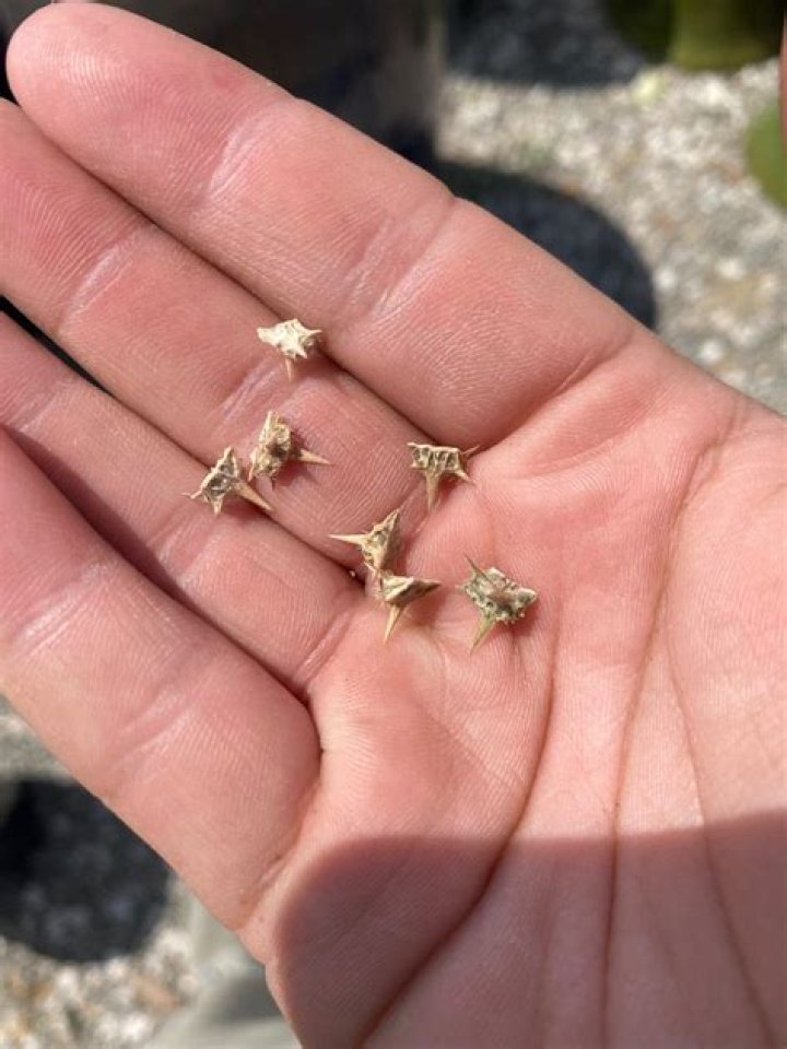 Unleashing Creativity With Goat Head Stickers