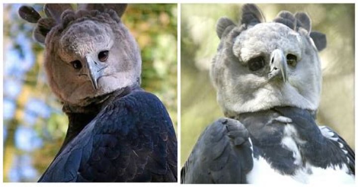 Harpy eagles are giant birds-of-prey… that look strangely like people in bird costumes